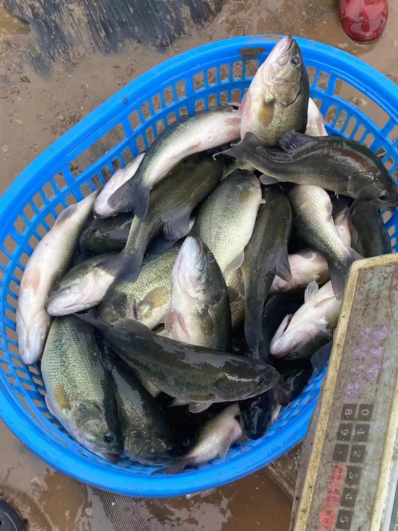 水產養(yǎng)殖納米銀抗菌水溶液實用反饋，效果明顯！