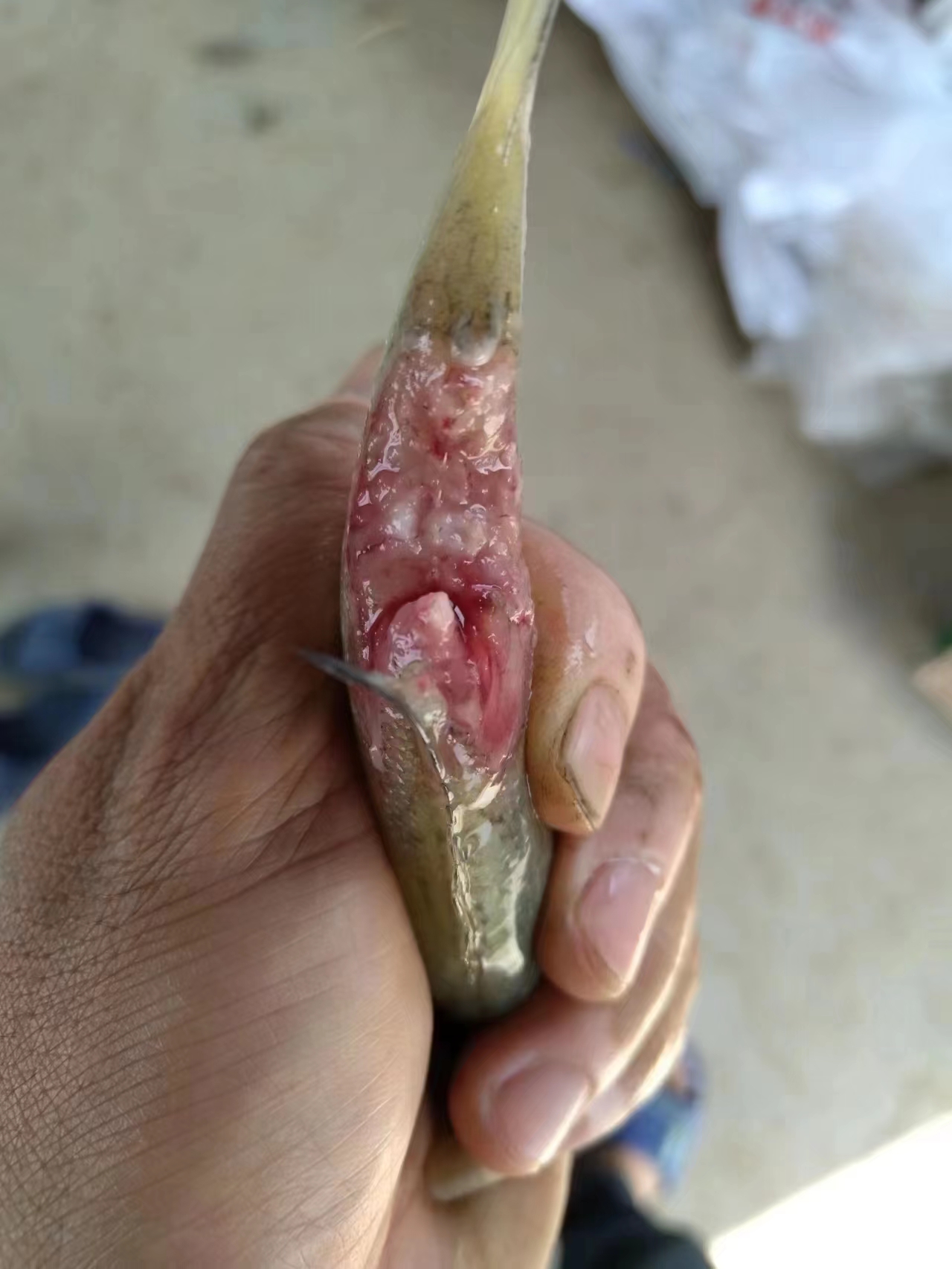 水產養(yǎng)殖納米銀抗菌水溶液實用反饋，效果明顯！