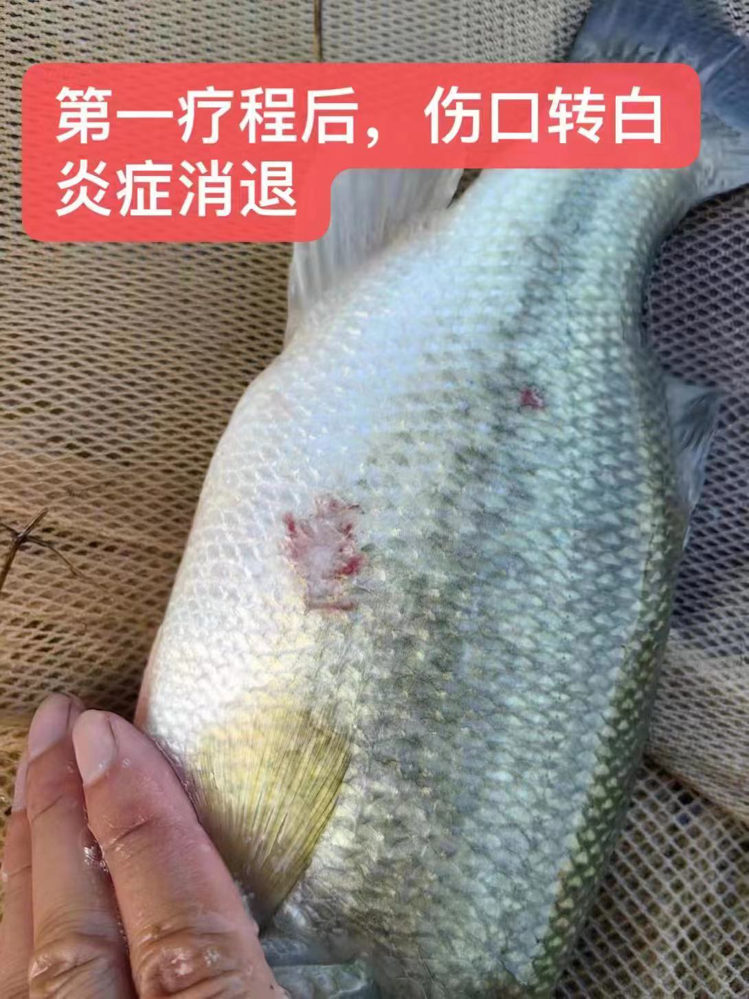 水產養(yǎng)殖納米銀抗菌水溶液實用反饋，效果明顯！